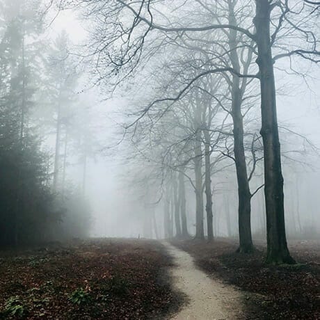 path in fog